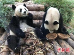 资料图：大熊猫抢“饭箩”，似乎在表达“我的呢？” 朱晓颖 摄 - 江苏新闻网