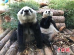 资料图：大熊猫吃完以后发呆，凝视天空。　朱晓颖 摄 - 江苏新闻网