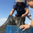 蟹农们正从阳澄湖中捕捞肥美的大闸蟹。(资料图) 钟升 摄 - 江苏新闻网