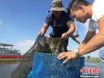 蟹农们正从阳澄湖中捕捞肥美的大闸蟹。(资料图) 钟升 摄 - 江苏新闻网
