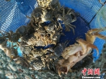 随着阳澄湖水质的改善和养殖技术的成熟，今年阳澄湖大闸蟹的个头普遍偏大。(资料图) 钟升 摄 - 江苏新闻网