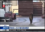 南京野猪主干道上飞奔 50多人围堵2名警察受伤 - 新浪江苏