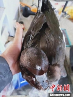 被冻在冰柜里的野鸭。(志愿者供图) - 江苏新闻网