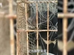 视频-动物园梅花鹿腿腐烂生蛆 黑熊被绑嘴 - 新浪江苏