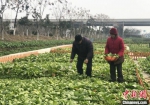 　朱咸芒和老伴刘锦叶在自家菜地里摘菜。　于从文 摄 - 江苏新闻网