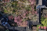 南京雨花台景区里的春花，度过了最寂寞的花季。(资料图) 泱波 摄 - 江苏新闻网
