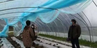 宜兴新播种蔬菜近3000亩 填补市场供应缺口 - 江苏新闻网