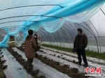 宜兴新播种蔬菜近3000亩 填补市场供应缺口 - 江苏新闻网