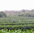 无锡滨湖400亩茶园迎来“采摘季”。 - 江苏新闻网