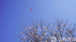 国内唯一的“江景樱花” 3月22日起可预约观赏 - 新浪江苏