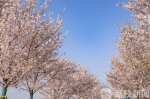 国内唯一的“江景樱花” 3月22日起可预约观赏 - 新浪江苏