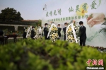 集中代祭扫仪式中，工作人员为故人献上花篮。　泱波 摄 - 江苏新闻网
