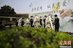 “疫情无情仙灵有爱”2020年清明仙灵陵园集体代祭扫仪式举行。　泱波 摄 - 江苏新闻网