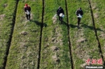 2020年春天，长三角地区农村准时进入了春耕的忙碌作业中。(资料图) 泱波 摄 - 江苏新闻网