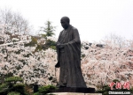 扬州迎来赏樱黄金期，鉴真路樱花漫天。　孟德龙　摄 - 江苏新闻网