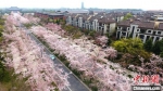 俯瞰扬州樱花大道，宛如漫天雪。　孟德龙 摄 - 江苏新闻网