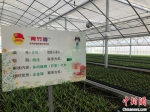多肉植物种植基地扶贫项目。　徐珊珊 摄 - 江苏新闻网