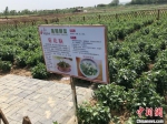 金陵野菜基地项目。　徐珊珊 摄 - 江苏新闻网