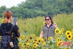金黄艳丽的向日葵吸引游客前来观赏拍照。_钟学满摄 - 江苏新闻网