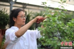 顾庄90%以上的妇女以花木生产为业，花木盆景成为了当地的全民产业。　泱波 摄 - 江苏新闻网