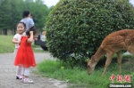“长生鹿苑”将于7月3日正式向民众开放。　黄昱东 摄 - 江苏新闻网