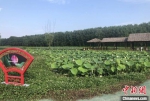 潮河湾景区水卉园荷花园。　于从文 摄 - 江苏新闻网