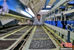 紫菜加工生产场景。黄窝村供图 - 江苏新闻网