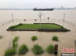长江南京段水位继续上涨。　朱晓颖　摄 - 江苏新闻网