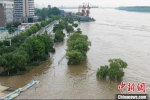 受上游来水影响，长江南京下关段水位持续上涨。图为航拍长江南京下关段岸边生长的树木被淹。　泱波 摄 - 江苏新闻网