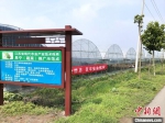 江苏省现代农业产业技术体系阜宁(蔬菜)推广示范点。　谷华 摄 - 江苏新闻网