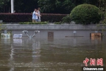 7月20日，南京市秦淮河清凉门段，亲水步道已经被水淹没。（资料图）　泱波　摄 - 江苏新闻网
