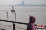 　7月18日，市民在长江南京滨江风光带观看水情。(资料图) 泱波 摄 - 江苏新闻网