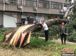 被龙卷风损毁的树木。气象部门供图 - 江苏新闻网