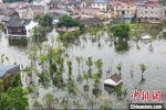 入汛以来，江苏多地水位超警超保。图为7月19日南京石臼湖水位。　泱波　摄 - 江苏新闻网