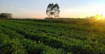 走进茉莉花茶厂，研究茉莉花价格变动的多种因素 - Jsr.Org.Cn
