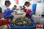 工作人员忙着捆绑大闸蟹。　泱波 摄 - 江苏新闻网