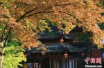 每年秋冬季，南京栖霞山漫山遍野的红枫吸引无数游客前来打卡。　景区供图 - 江苏新闻网