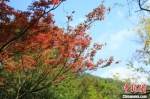 目前，栖霞山上部分枫叶已“初红”。　景区供图 - 江苏新闻网
