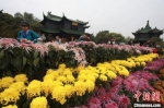 扬州瘦西湖菊花盛会如约而至，近千品种菊花争相绽放。　孟德龙 摄 - 江苏新闻网