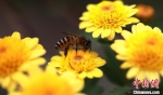 蜜蜂飞舞花中“赏菊”。　孟德龙 摄 - 江苏新闻网