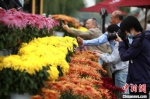 菊花“盛装”展出，游客纷纷拿出手机拍照留念。　孟德龙 摄 - 江苏新闻网