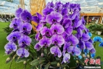 紫色的兰花。　朱晓颖 摄 - 江苏新闻网