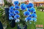 海蓝色的兰花。　朱晓颖 摄 - 江苏新闻网