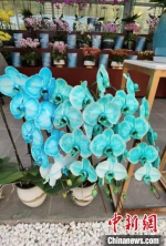 “蒂芙尼蓝”色的兰花。　朱晓颖 摄 - 江苏新闻网