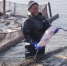 水中作业的渔民不惧寒冬，享受收获喜悦。　孙权　摄 - 江苏新闻网