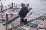 水中作业的渔民不惧寒冬，享受收获喜悦。　孙权　摄 - 江苏新闻网