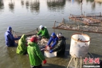 出水的青鱼将被送往市场销售。　孙权 摄 - 江苏新闻网