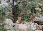 南京红山动物园为动物们尽可能准备了良好的生活环境。被采访者供图 - 江苏新闻网