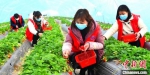草莓园成了“志愿服务基地”。　赵鹏 摄 - 江苏新闻网