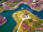 瘦西湖湖上梅林赏梅季，呈现万梅迎春的壮美景象。　张卓君　摄 - 江苏新闻网
